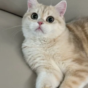 cat grooming near me