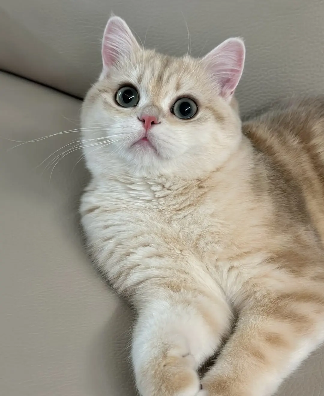 kittycorner.best