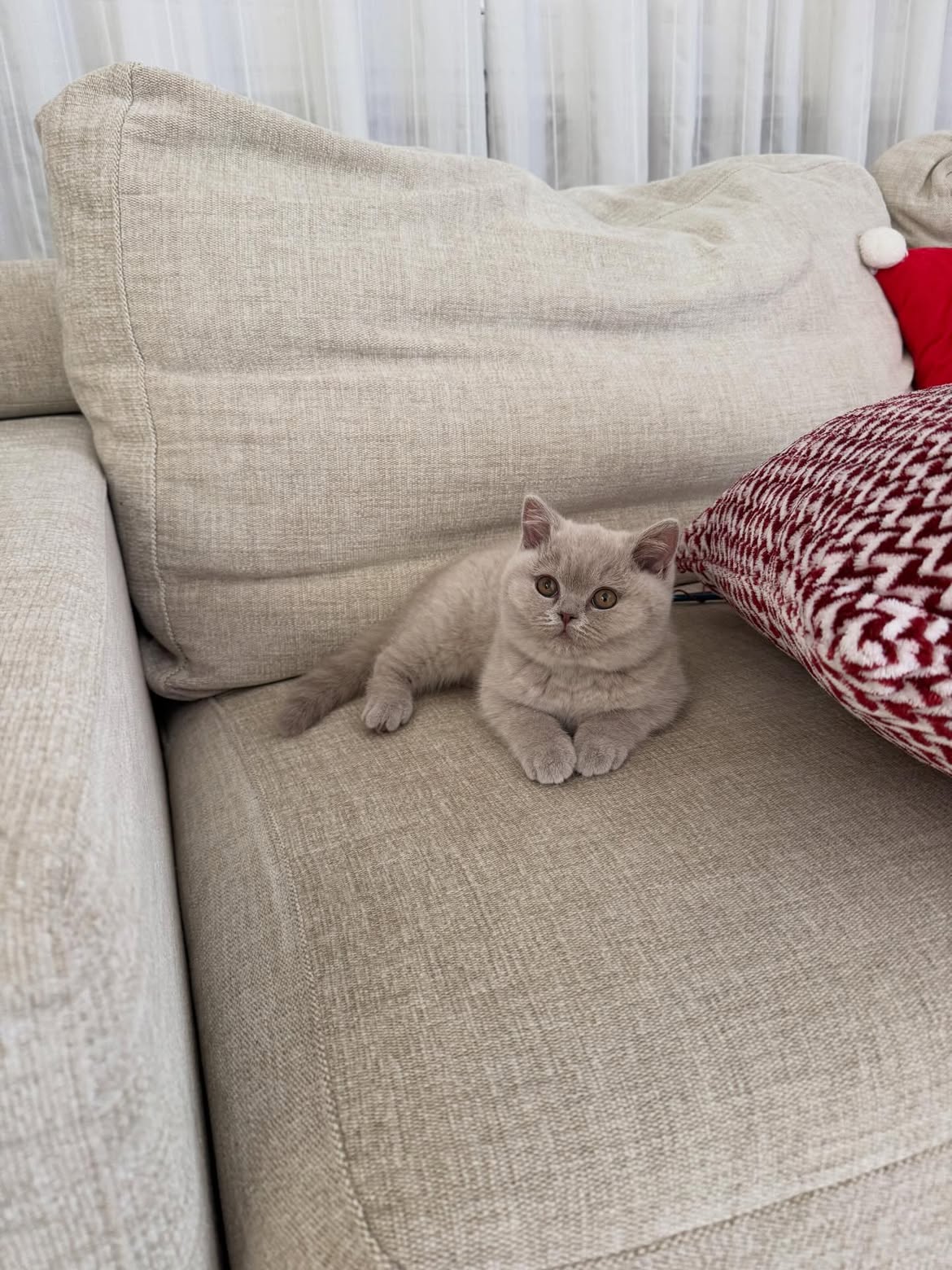 adopt a british shorthair cat in jacksonville
