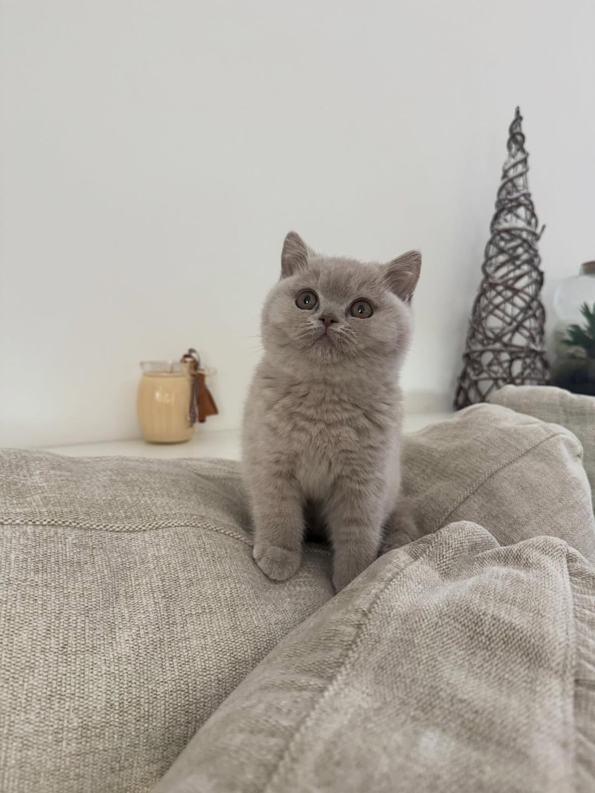 adopt a british shorthair cat in jacksonville