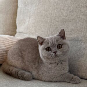 how long are cats pregnant