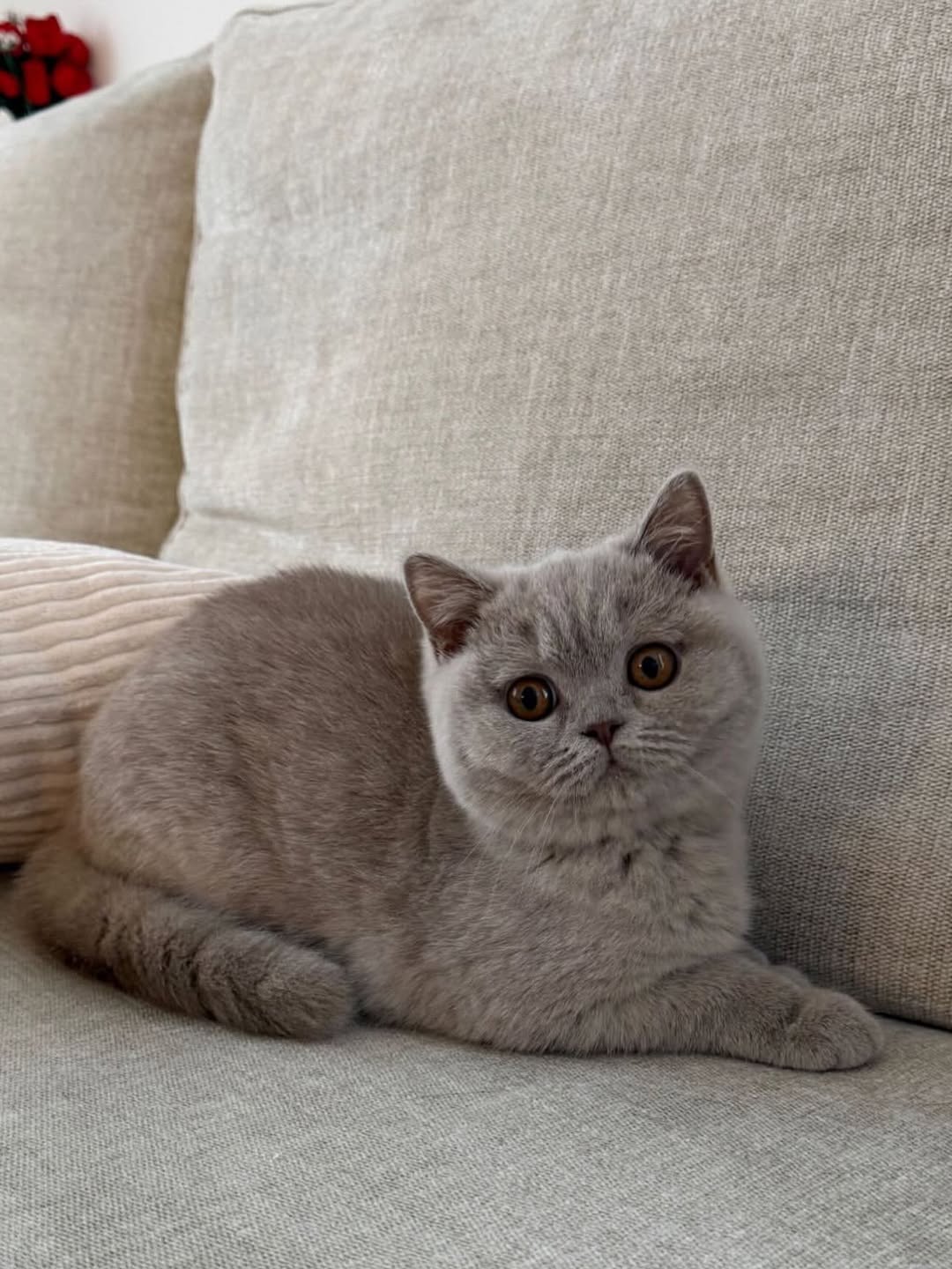 how long are cats pregnant