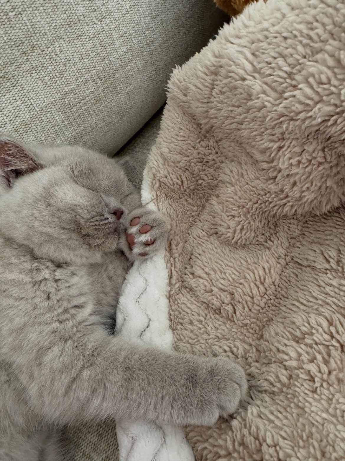 adopt a british shorthair cat in jacksonville