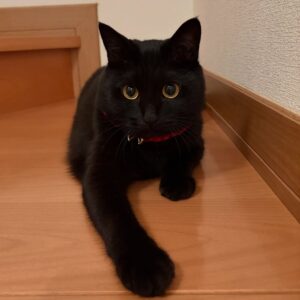 cat grooming near me​