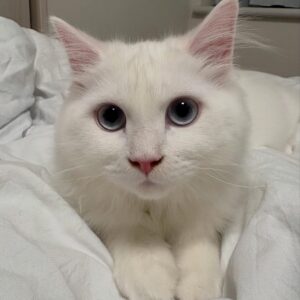 kittycorn stuffed animal