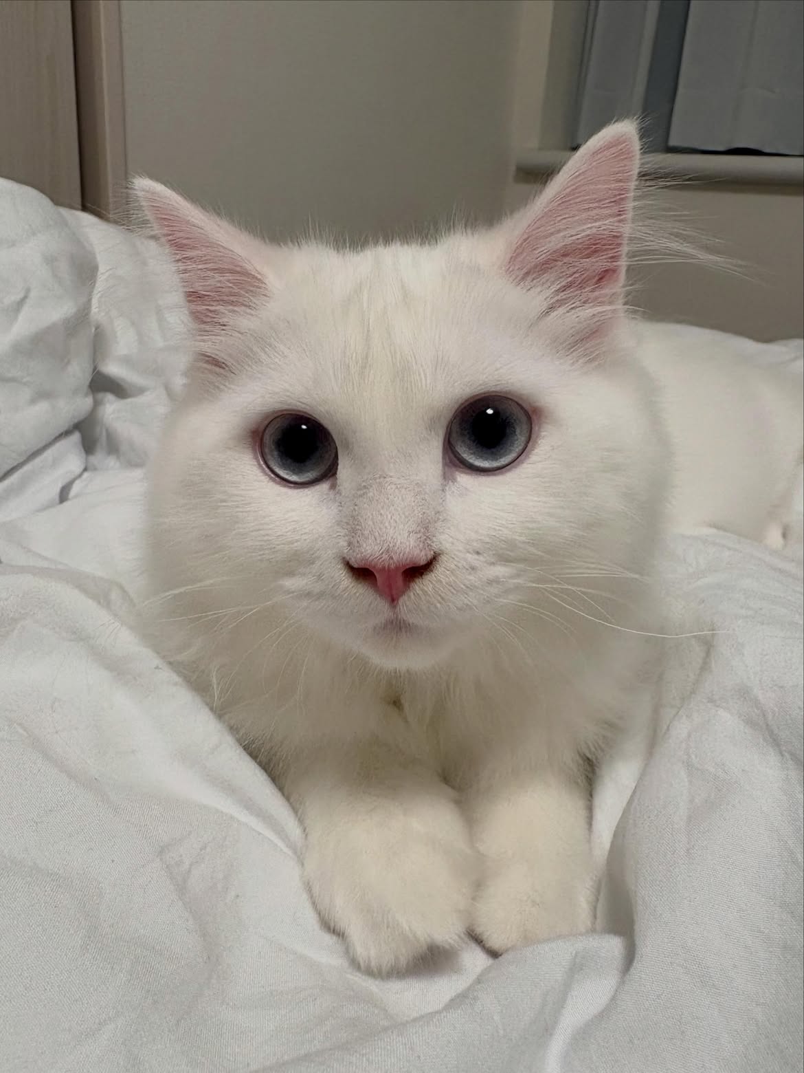 kittycorn stuffed animal