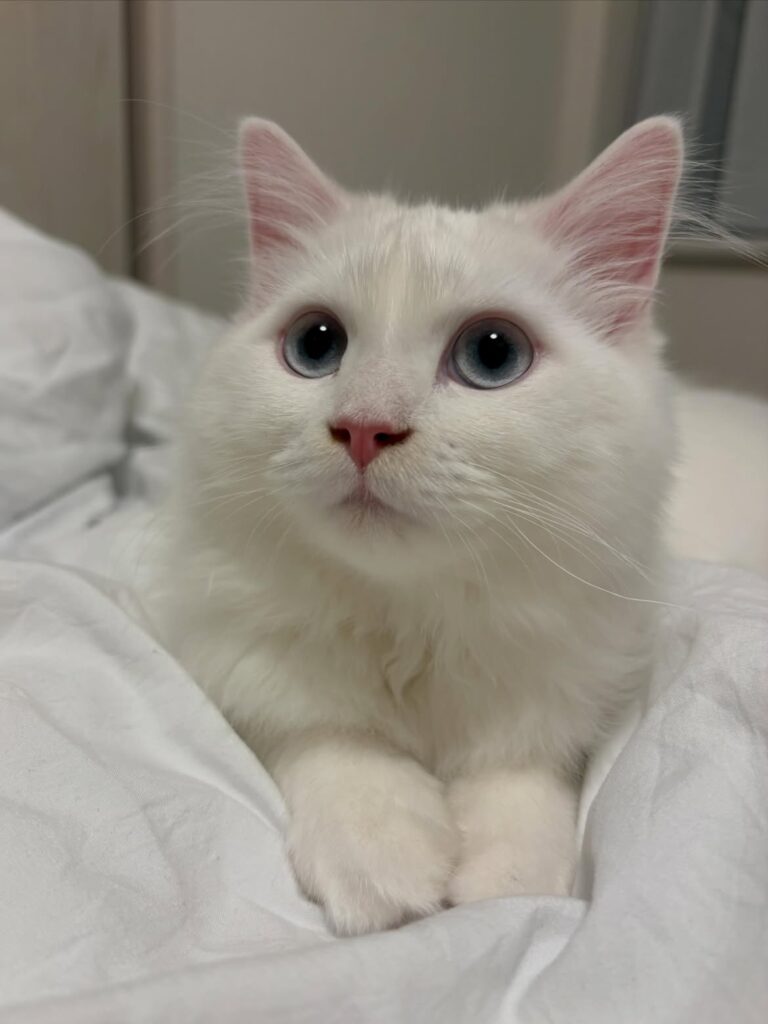 cat grooming near me​